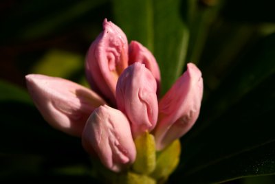 Rhododendron ponticum 'Goldflimmer' - rododendron - pupen květ